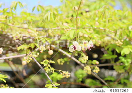アケビの花 アケビの花 91657265