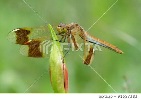 彼岸花の蕾に止まるミヤマアカネ（メス） 91657383