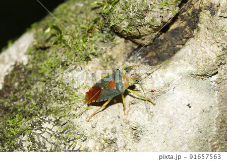 セアカツノカメムシ セアカツノカメムシ 91657563