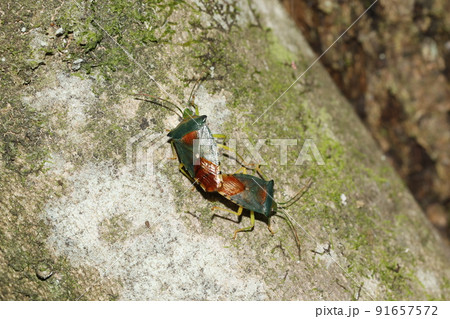 セアカツノカメムシの交尾 91657572