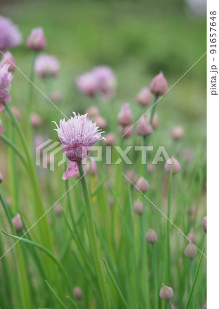 ハーブ園のチャイブの花 91657648