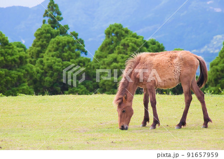 都井岬の馬 都井岬の馬 91657959