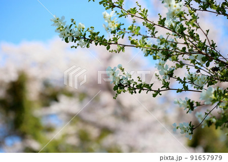 リキュウバイの花 91657979