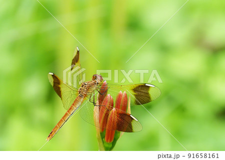 彼岸花の蕾に止まるミヤマアカネ（メス） 91658161
