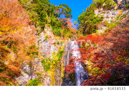 錦秋に染まる箕面の滝 91658535