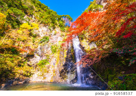 錦秋に染まる箕面の滝 錦秋に染まる箕面の滝 91658537