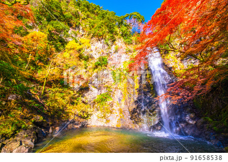 錦秋に染まる箕面の滝 錦秋に染まる箕面の滝 91658538