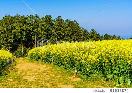 白木峰高原の菜の花 【長崎県諫早市】 白木峰高原の菜の花 【長崎県諫早市】 91658874