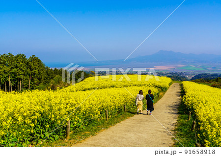 白木峰高原の菜の花　【長崎県諫早市】 91658918