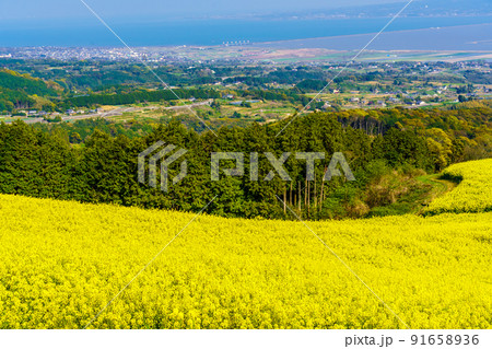 白木峰高原の菜の花 【長崎県諫早市】 白木峰高原の菜の花 【長崎県諫早市】 91658936