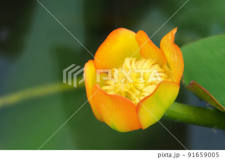 コウホネの花 91659005