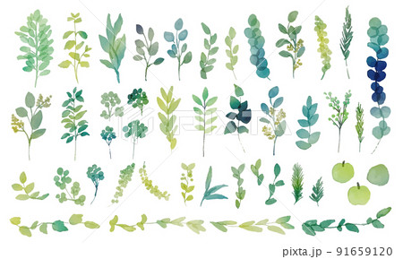 水彩画。水彩タッチの草木挿絵セット。緑の植物の装飾イラスト。リアルタッチの草木ベクターイラスト。 91659120