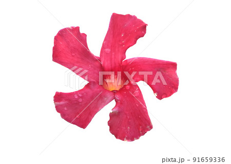 Mandevilla Vine/Rose dipladenia Mandevilla Vine/Rose dipladenia 91659336