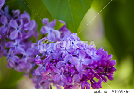 Close-Up of big lilac branch blooms on blurred background Close-Up of big lilac branch blooms on blurred background 91659360