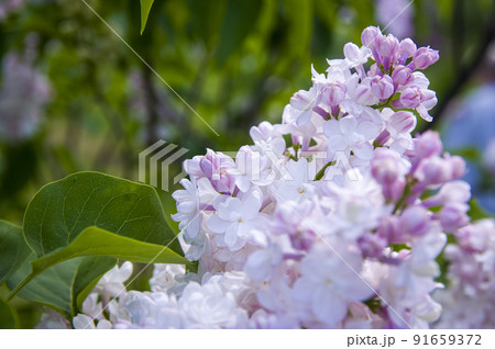Close-Up of big lilac branch blooms on blurred background 91659372