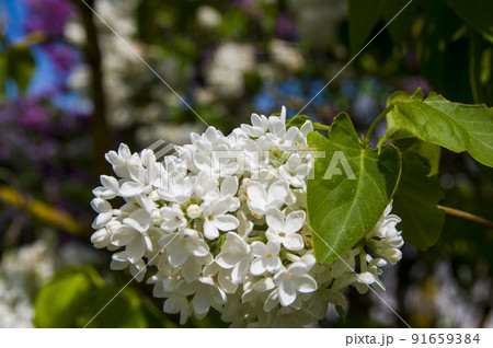 Close-Up of big lilac branch blooms on blurred background 91659384