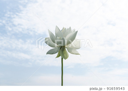 植物 蓮 空 91659543