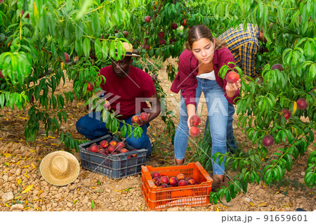 Woman farmer harvesting peaches in fruit garden, putting in crate Woman farmer harvesting peaches in fruit garden, putting in crate 91659601