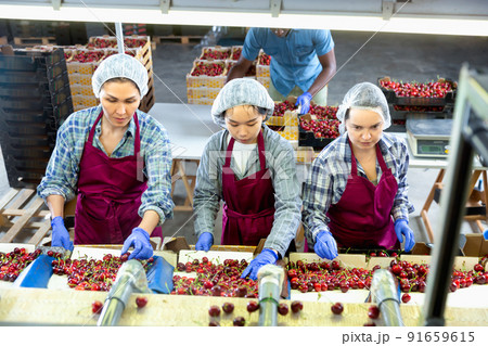 Three women are sorting red cherries Three women are sorting red cherries 91659615