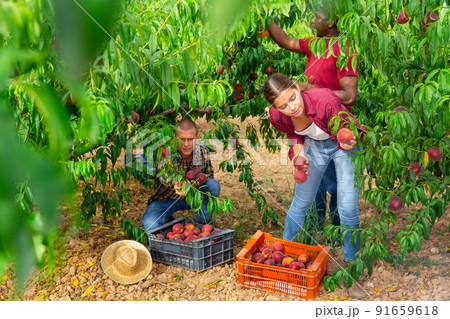 Two men and one young woman harvesting peaches Two men and one young woman harvesting peaches 91659618