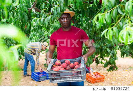 Portrait of african american hired worker with crate of peaches Portrait of african american hired worker with crate of peaches 91659724