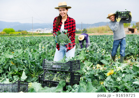 Female worker harvesting broccoli on sustainable farm Female worker harvesting broccoli on sustainable farm 91659725
