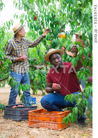 Concentrated african american farmer harvesting ripe peaches in garden 91659743