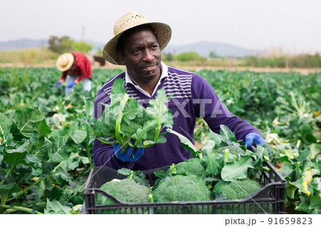 African man farmer harvesting broccoli at a farm African man farmer harvesting broccoli at a farm 91659823
