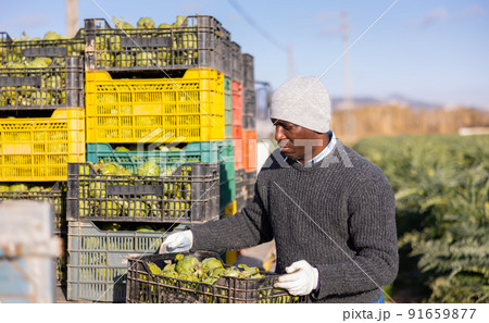 Gardener carrying crate of artichokes while working in plantation 91659877
