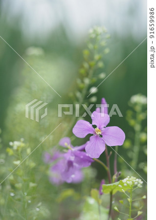 ムラサキハナナの花とぺんぺん草　 91659986