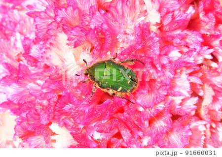 トサカケイトウの花に止まるコアオハナムグリ 91660031