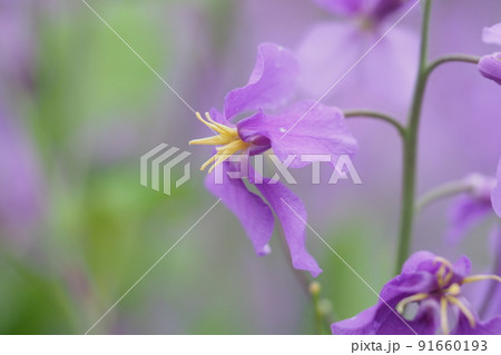 ムラサキハナナの花のアップ ムラサキハナナの花のアップ 91660193