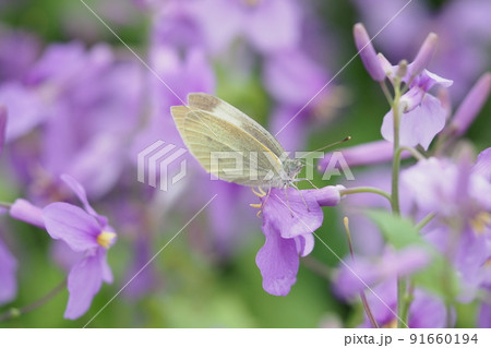 ムラサキハナナの花とモンキチョウ ムラサキハナナの花とモンキチョウ 91660194