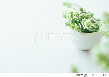 ハーブ ナチュラルな植物の背景素材 ハーブ ナチュラルな植物の背景素材 91660514