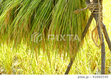 稲架掛け 稲架掛け 91660540