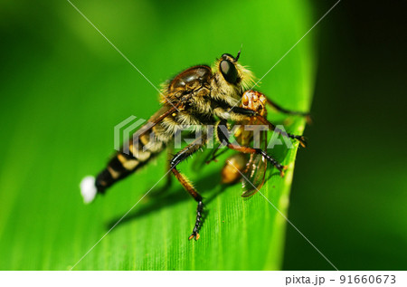 シオヤアブの捕食 91660673