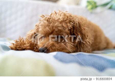 寝ているトイプードルの写真素材 [91660804] - PIXTA
