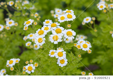 ナツシロギク (英名：フィーバーフュー、学名：Tanacetum parthenium 91660921