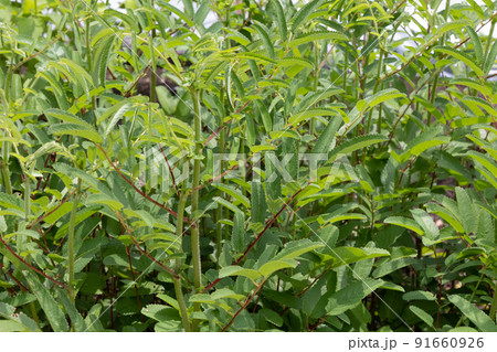 ワレモコウ(吾亦紅、吾木香、吾妹紅) 学名:Snguisorba officinalis 生薬名 ワレモコウ(吾亦紅、吾木香、吾妹紅) 学名:Snguisorba officinalis 生薬名 91660926