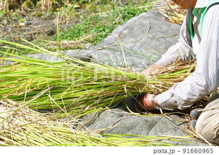 稲穂を束ねる農夫 91660965