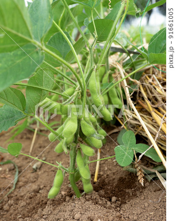 枝豆畑 枝豆畑 91661005