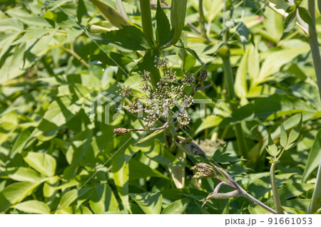 ヒュウガトウキ(日向当帰)の花 学名:Angelica furcijuga 別名:ニホンヤマニンジン ヒュウガトウキ(日向当帰)の花 学名:Angelica furcijuga 別名:ニホンヤマニンジン 91661053