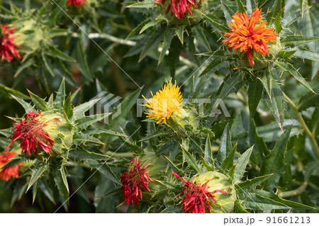 ベニバナ(紅花、学名:Carthamus tinctorius)。紅色染料や食用油の原料として栽培さ ベニバナ(紅花、学名:Carthamus tinctorius)。紅色染料や食用油の原料として栽培さ 91661213