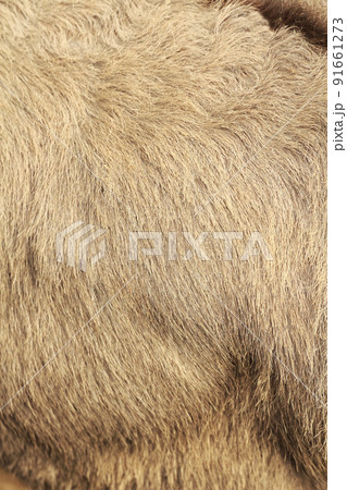 ロバの毛並み ロバの毛並み 91661273