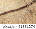 ロバの毛並み 91661274