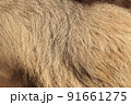 ロバの毛並み 91661275