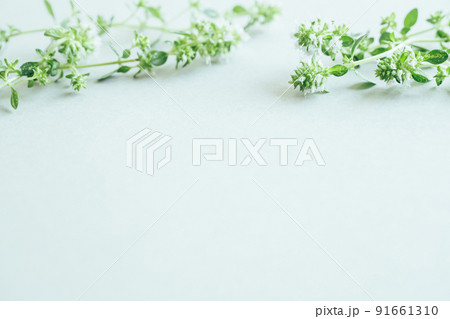 ハーブ ナチュラルな植物の背景素材 ハーブ ナチュラルな植物の背景素材 91661310