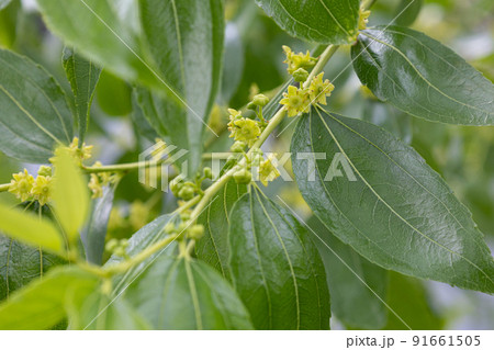 ナツメの花 Zizyphhus jujuba var. inermis 品種:タイオウ(大豊)生薬 ナツメの花 Zizyphhus jujuba var. inermis 品種:タイオウ(大豊)生薬 91661505