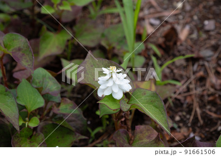 ヤエドクダミ　Houttuynia cordata f. plena 91661506