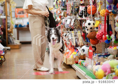 ペットショップでお買い物をする飼い主とその愛犬のボーダーコリー 91663047